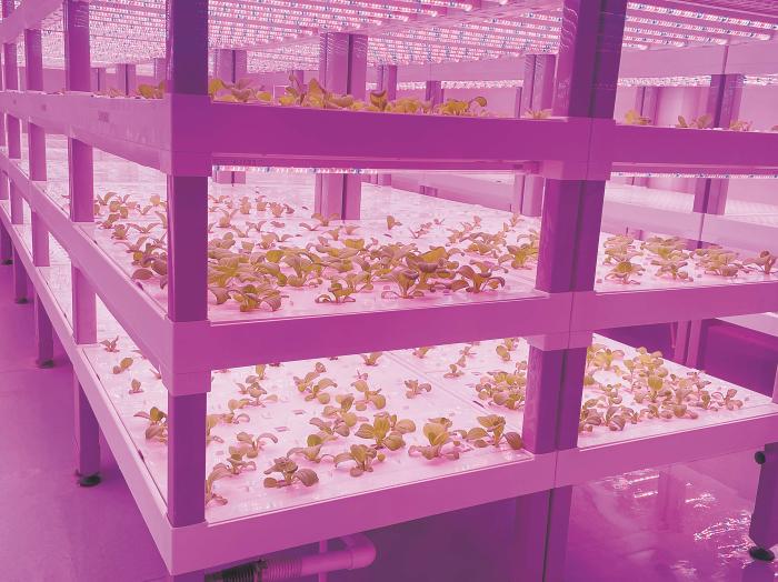 在物美植物工廠里，通過LED燈的照射，蔬菜散發(fā)勃勃生機。受訪者供圖